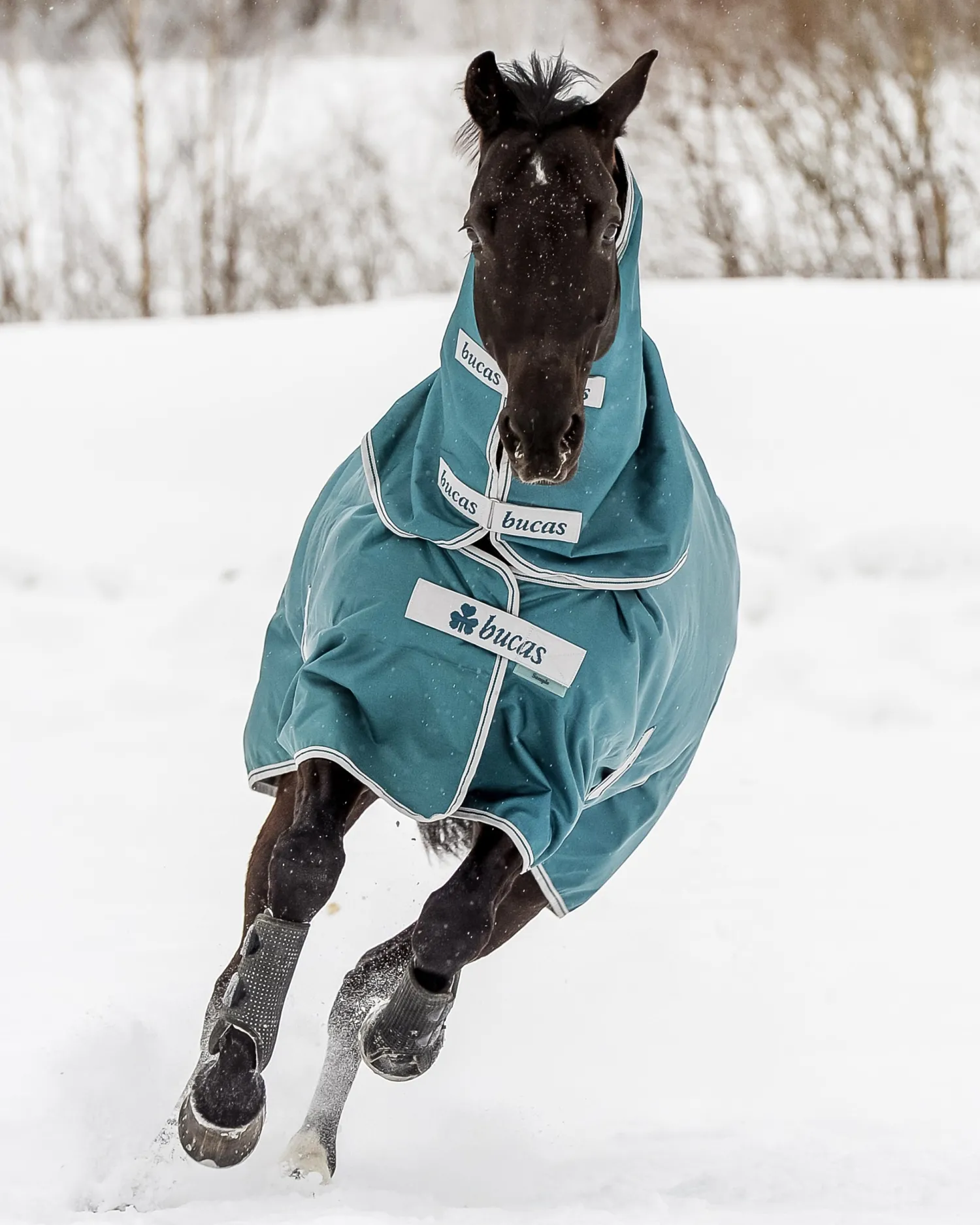 TOKLAT ORIGINALS Bucas Atlantic 400 Gram Turnout Blanket Spruce Discount