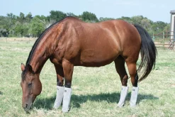 CASHEL COMPANY Cashel® Leg Guards - Set of 4 New