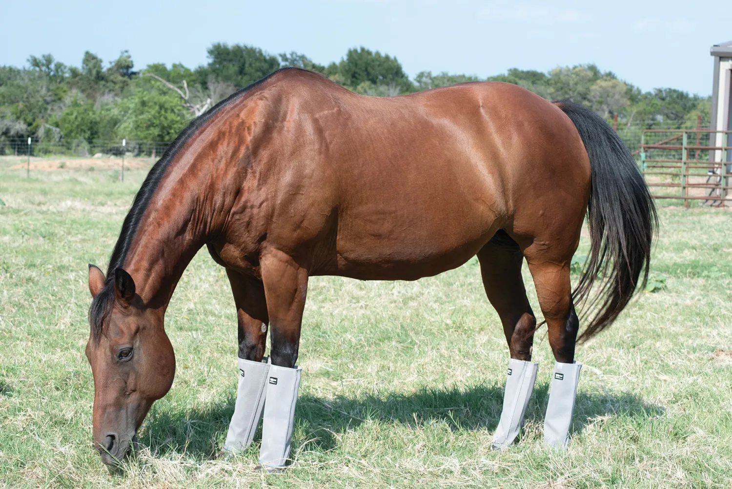 CASHEL COMPANY Cashel® Leg Guards - Set of 4 New