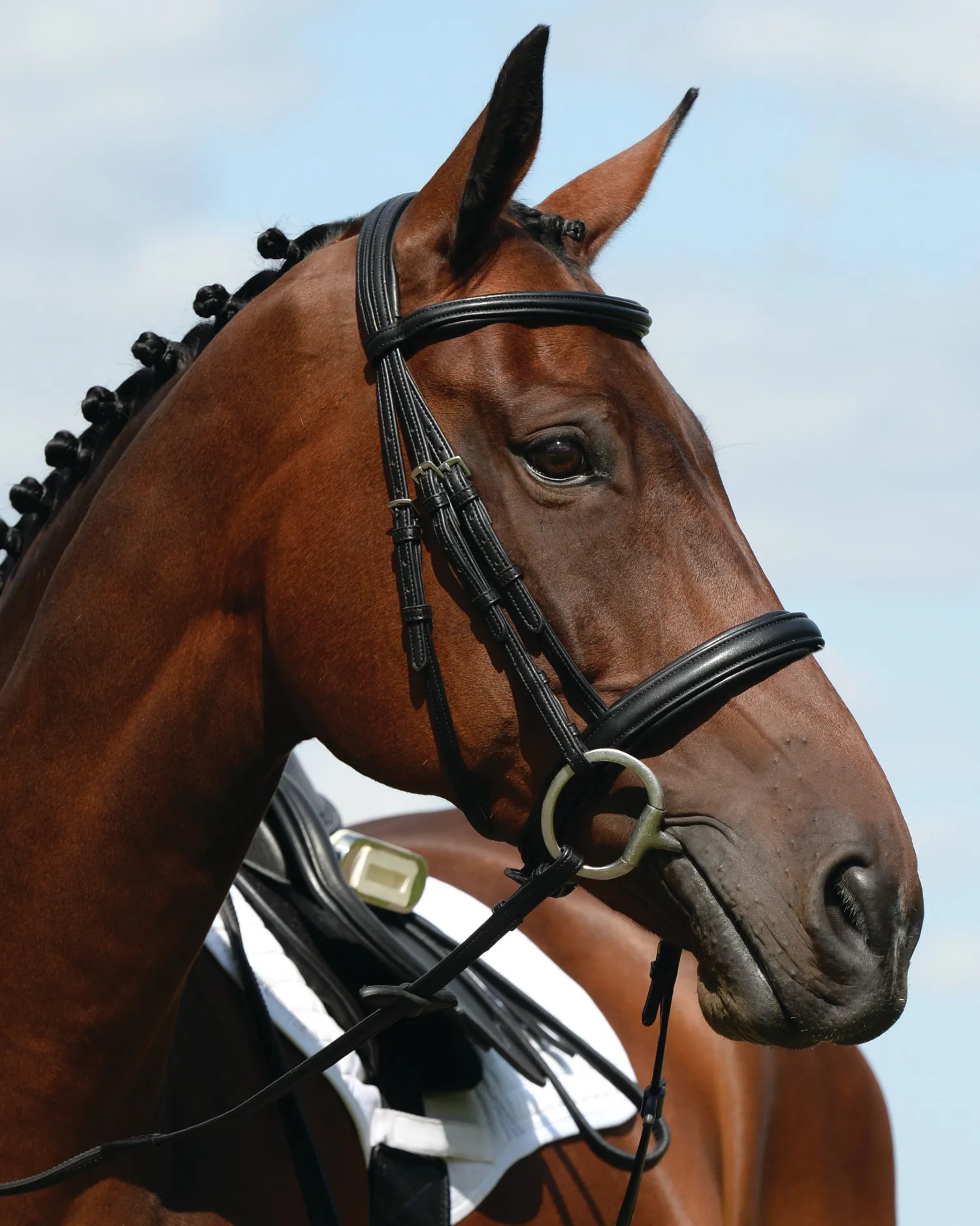 WEATHERBEETA Collegiate® Syntovia+ Padded Raised Caveson Bridle Hot