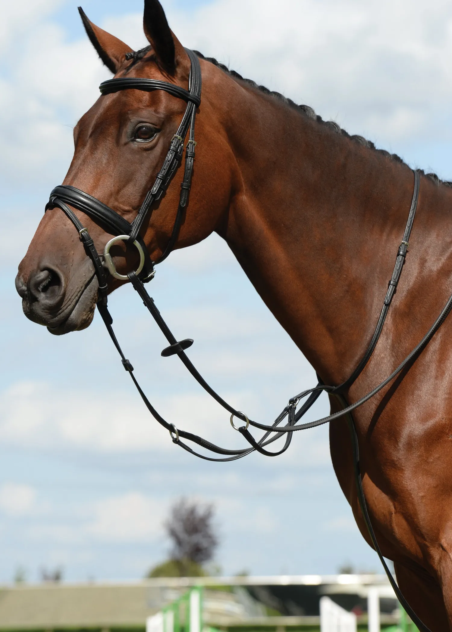 WEATHERBEETA Collegiate® Syntovia+ Plain Flat Running Martingale Sale