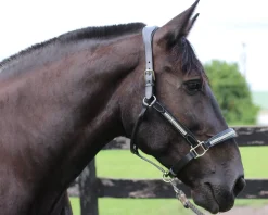 JPC EQUESTRIAN HDR Padded Jewel Halter Online