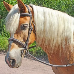 JPC EQUESTRIAN Henri de Rivel Pro Fancy Raised Comfort Crown Padded Bridle with Fancy Raised Reins Online