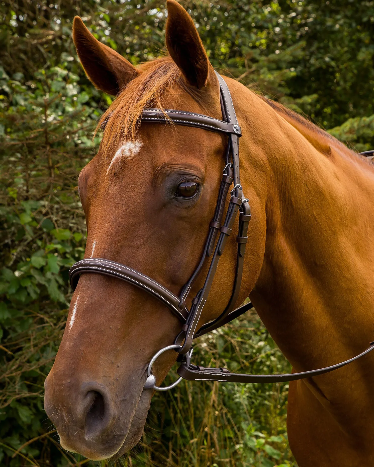 JPC EQUESTRIAN Henri de Rivel Pro Mono Crown Fancy-Stitched Padded Bridle with Laced Reins Hot