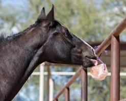 ANIMAL HEALTH INT Horsemen’s Pride™ Jolly Salt Snack, 2.2 Pounds Discount