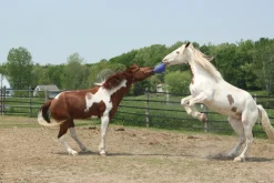 HORSEMEN S PRIDE Horsemen's Pride™ Scented Jolly Ball® Sale