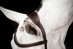 HORSEWARE ® Ireland Micklem2 Competition Bridle with Reins Outlet