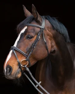 EQUINAVIA Horze Constance Padded Flash Snaffle Bridle Online