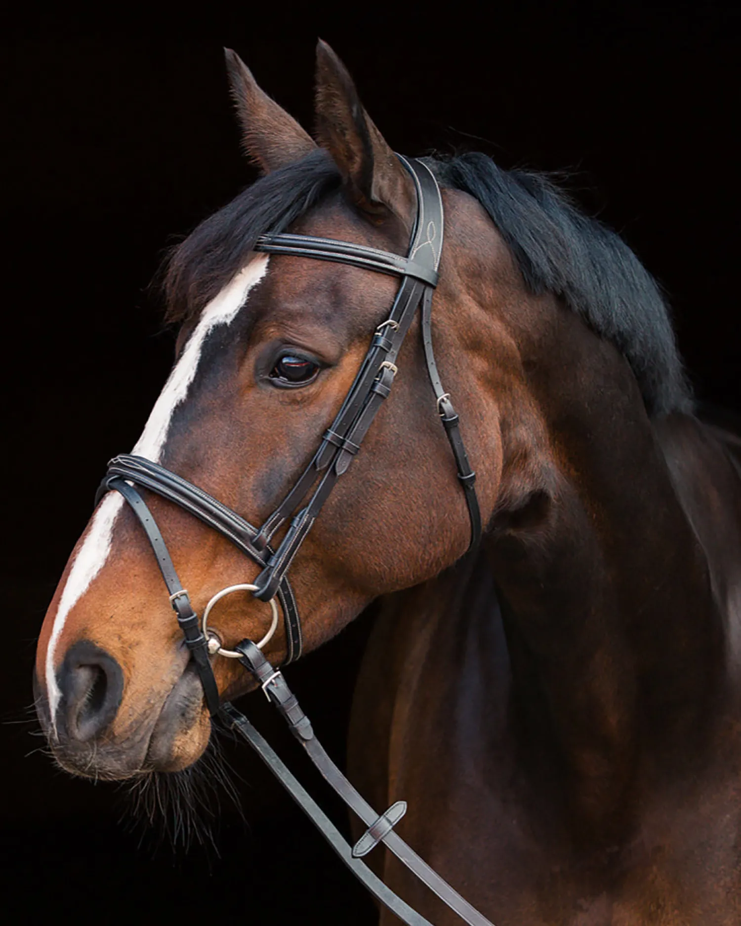 EQUINAVIA Horze Constance Padded Flash Snaffle Bridle Online