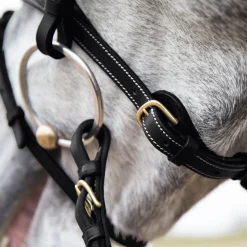 EQUINAVIA Horze Constance Padded Flash Snaffle Bridle Online