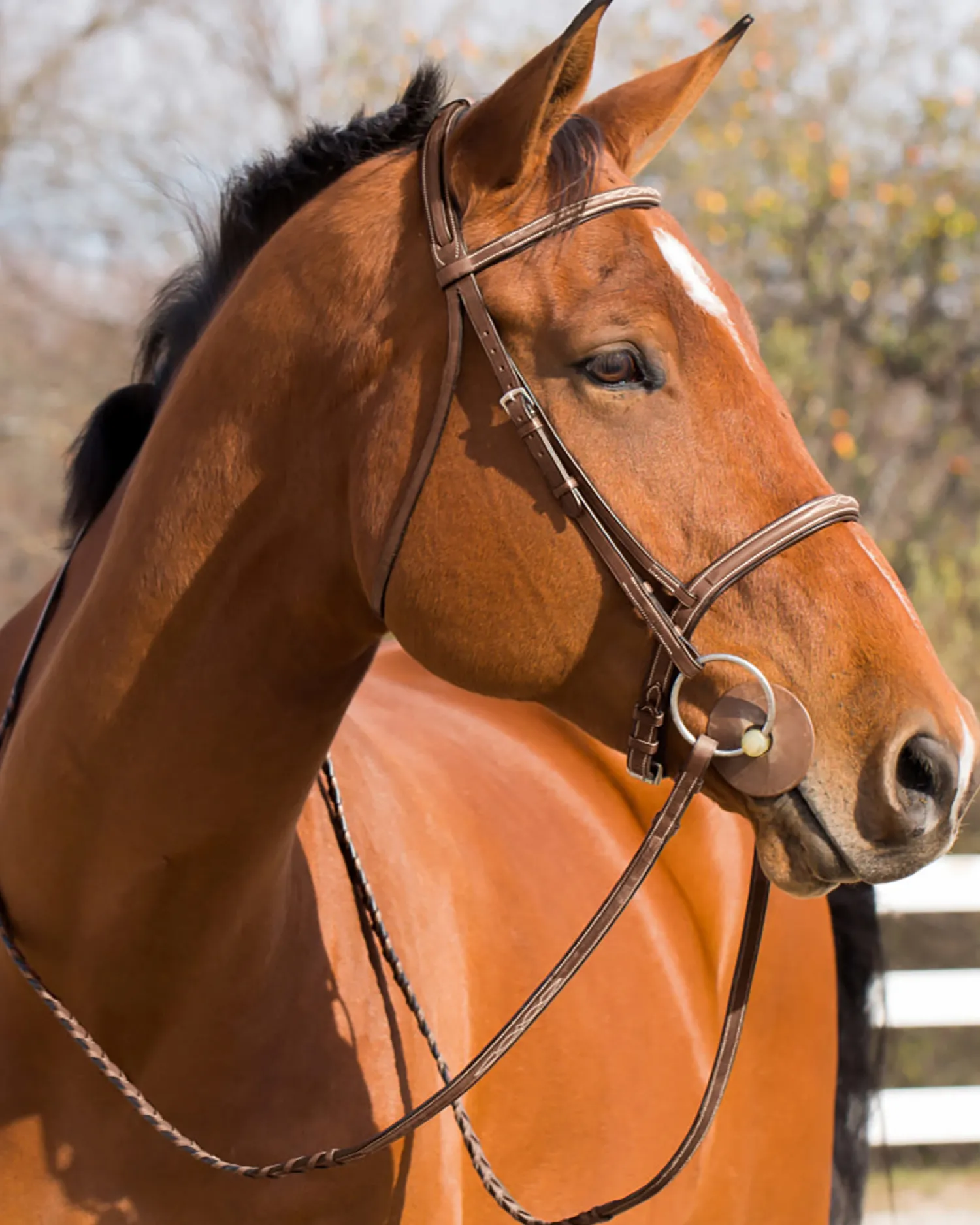 EQUINAVIA Horze Harrison Bridle Clearance