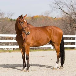 EQUINAVIA Horze Harrison Bridle Clearance