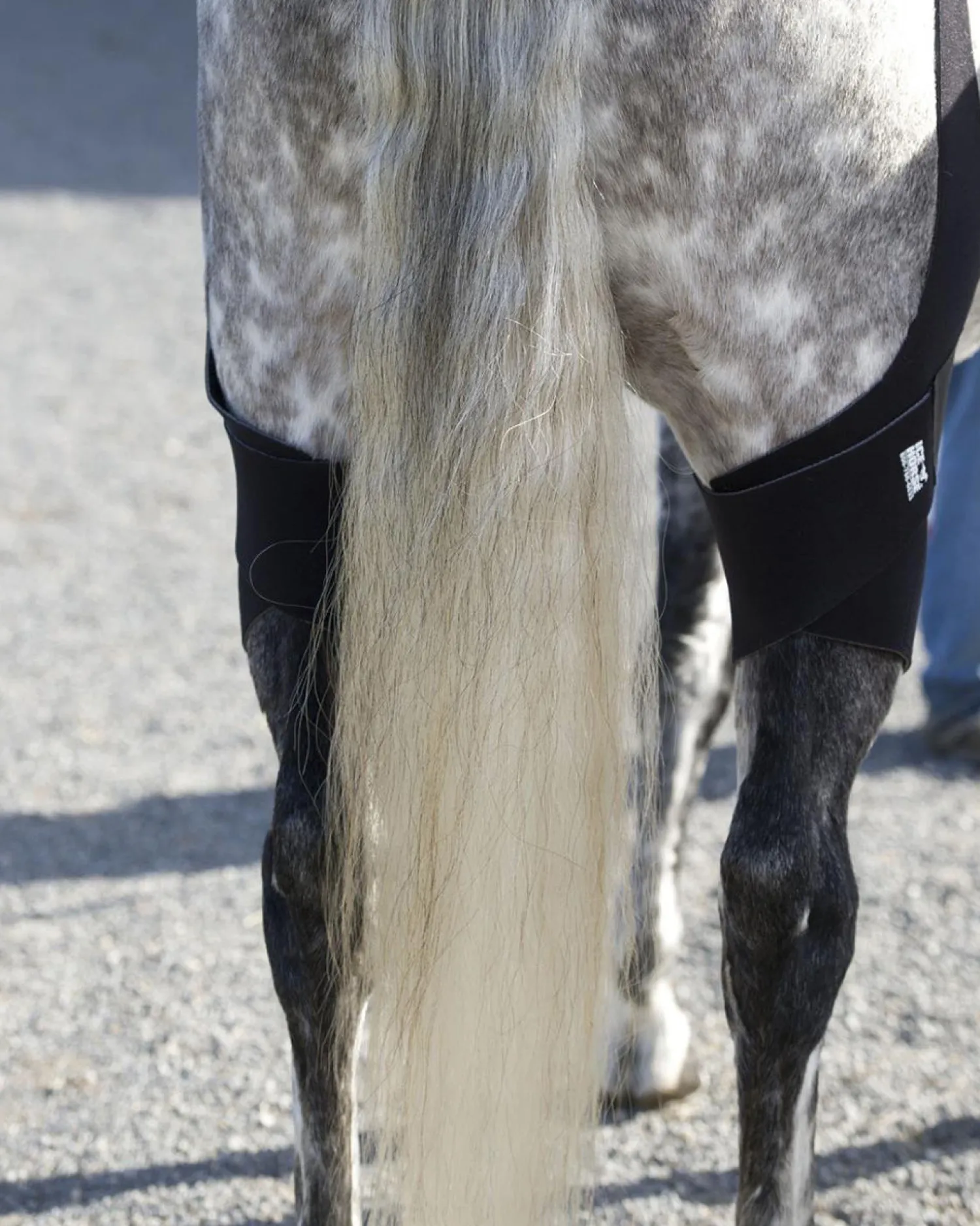 MACKINNON Ice Horse® Pony Stifle Wraps – Pair