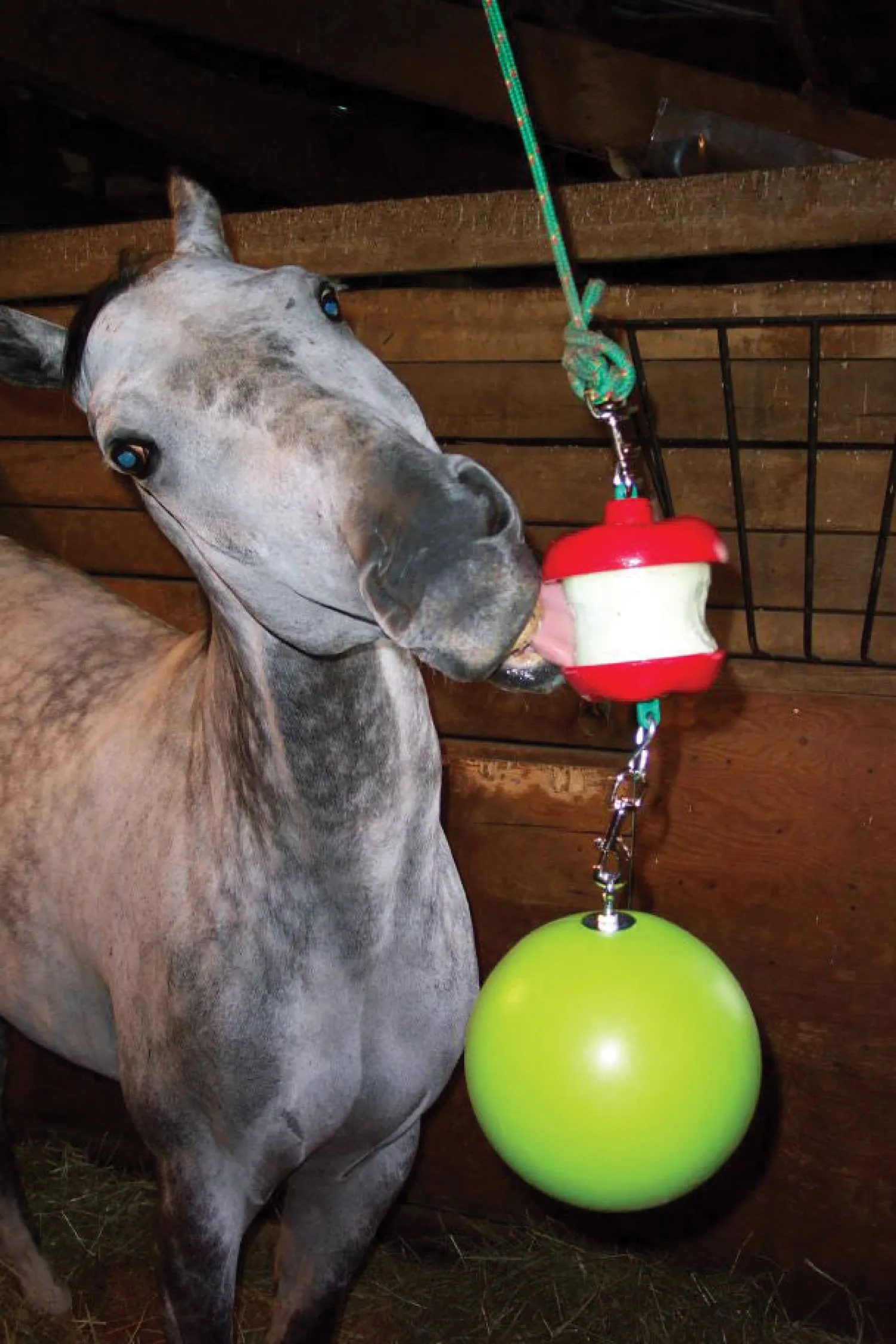 HORSEMEN S PRIDE Jolly Stall Snack System Horse Toy Apple Online