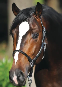 PEP-KAVALKADE Kavalkade Cavo Halter Sale