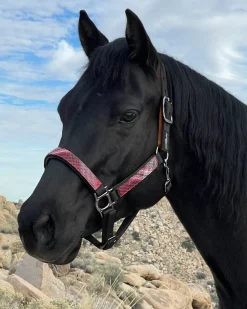 KENSINGTON ™ Premium Breakaway Halter Best