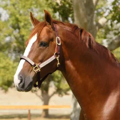 KENSINGTON ™ Premium Breakaway Halter Best