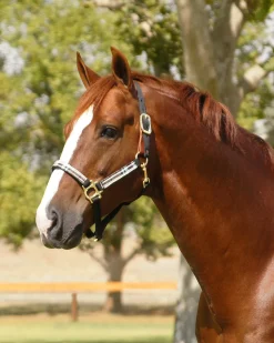 KENSINGTON ™ Premium Breakaway Halter Best