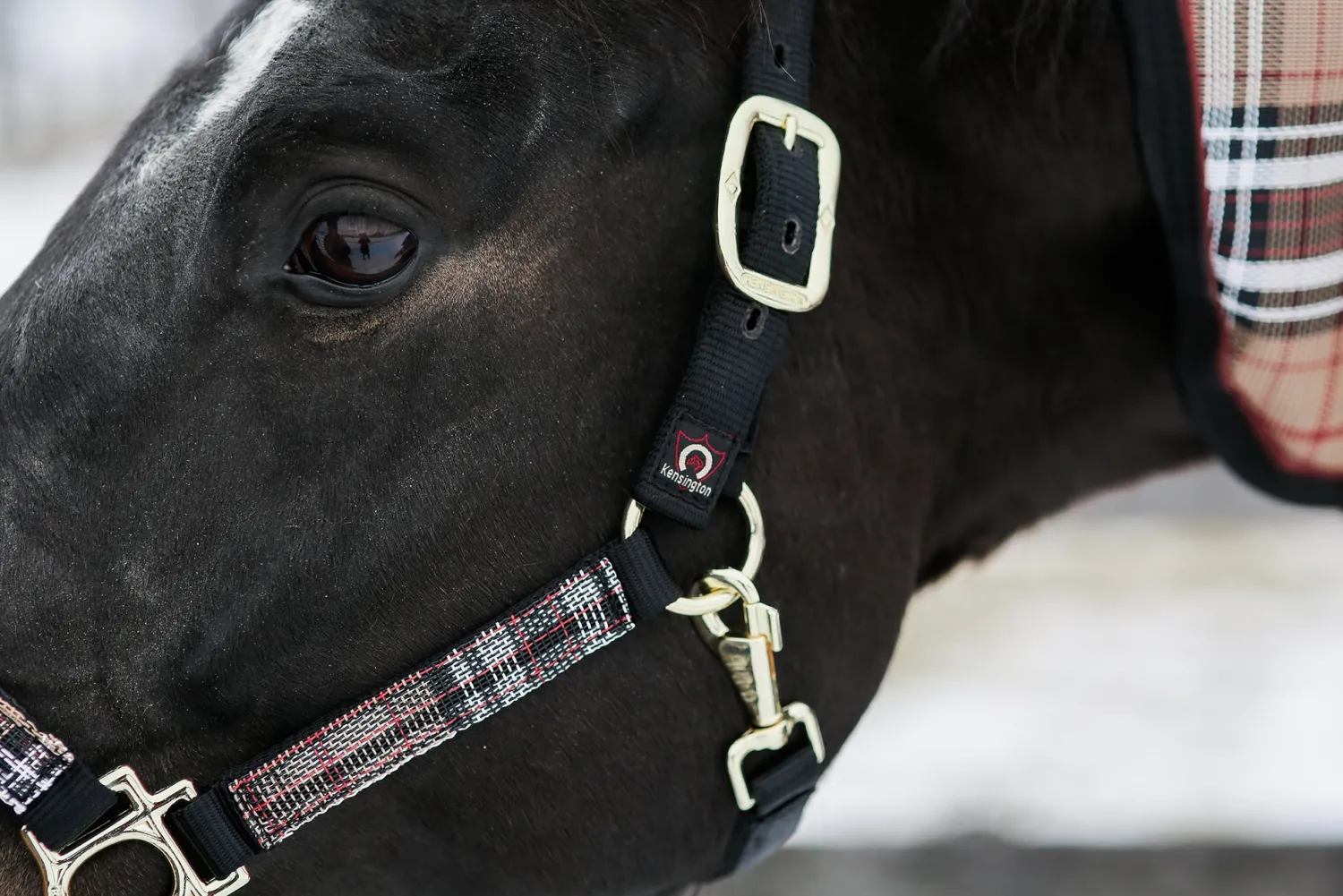 KENSINGTON ™ Premium Halter Outlet