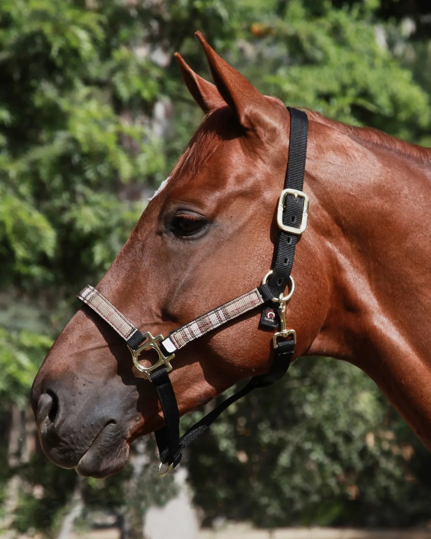 KENSINGTON ™ Premium Halter Outlet