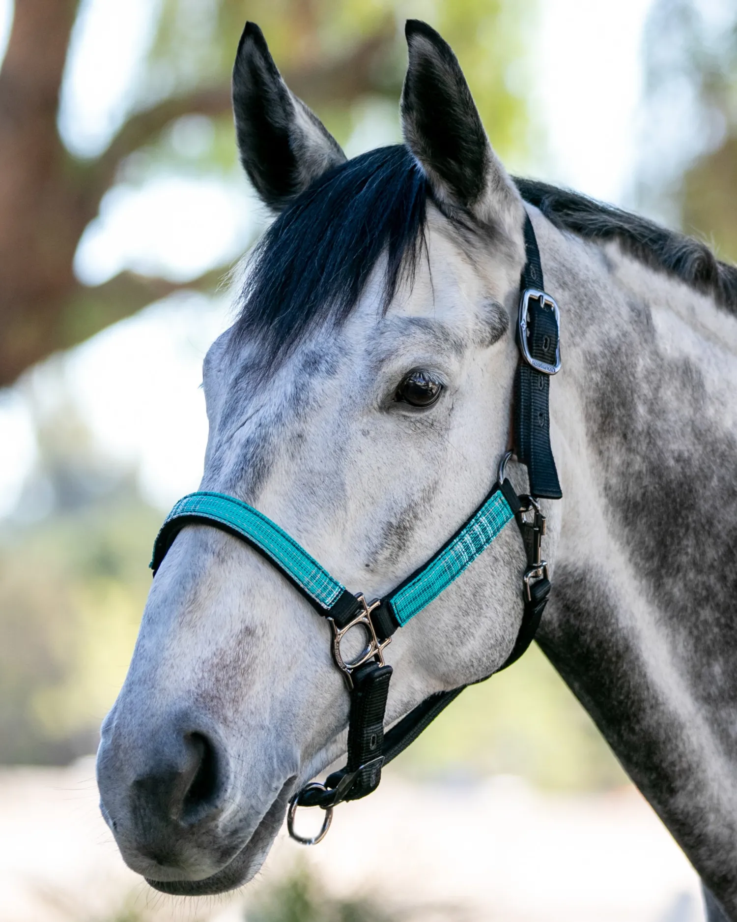 KENSINGTON ™ Premium Halter Outlet