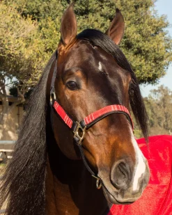 KENSINGTON ™ Premium Halter Outlet