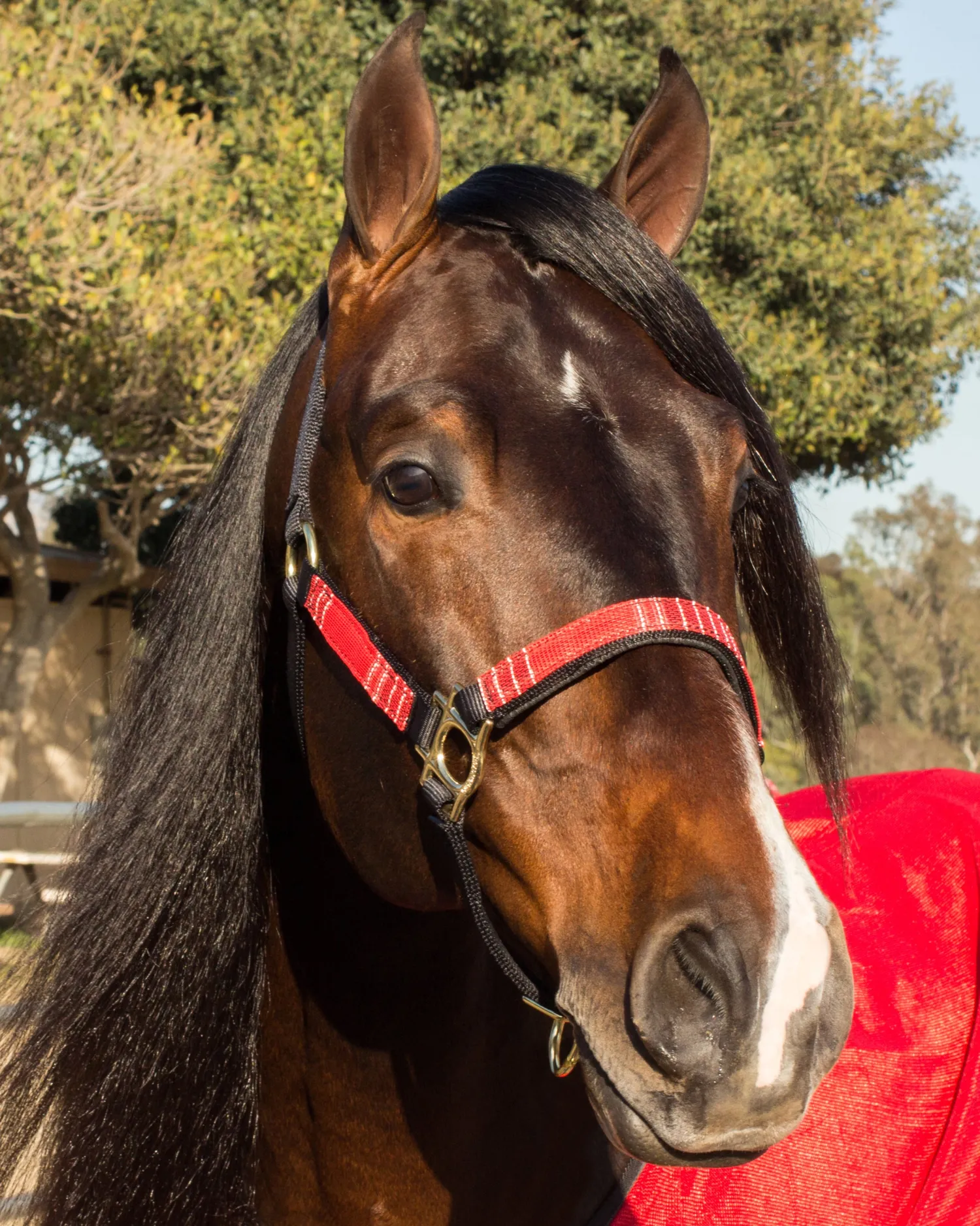 KENSINGTON ™ Premium Halter Outlet