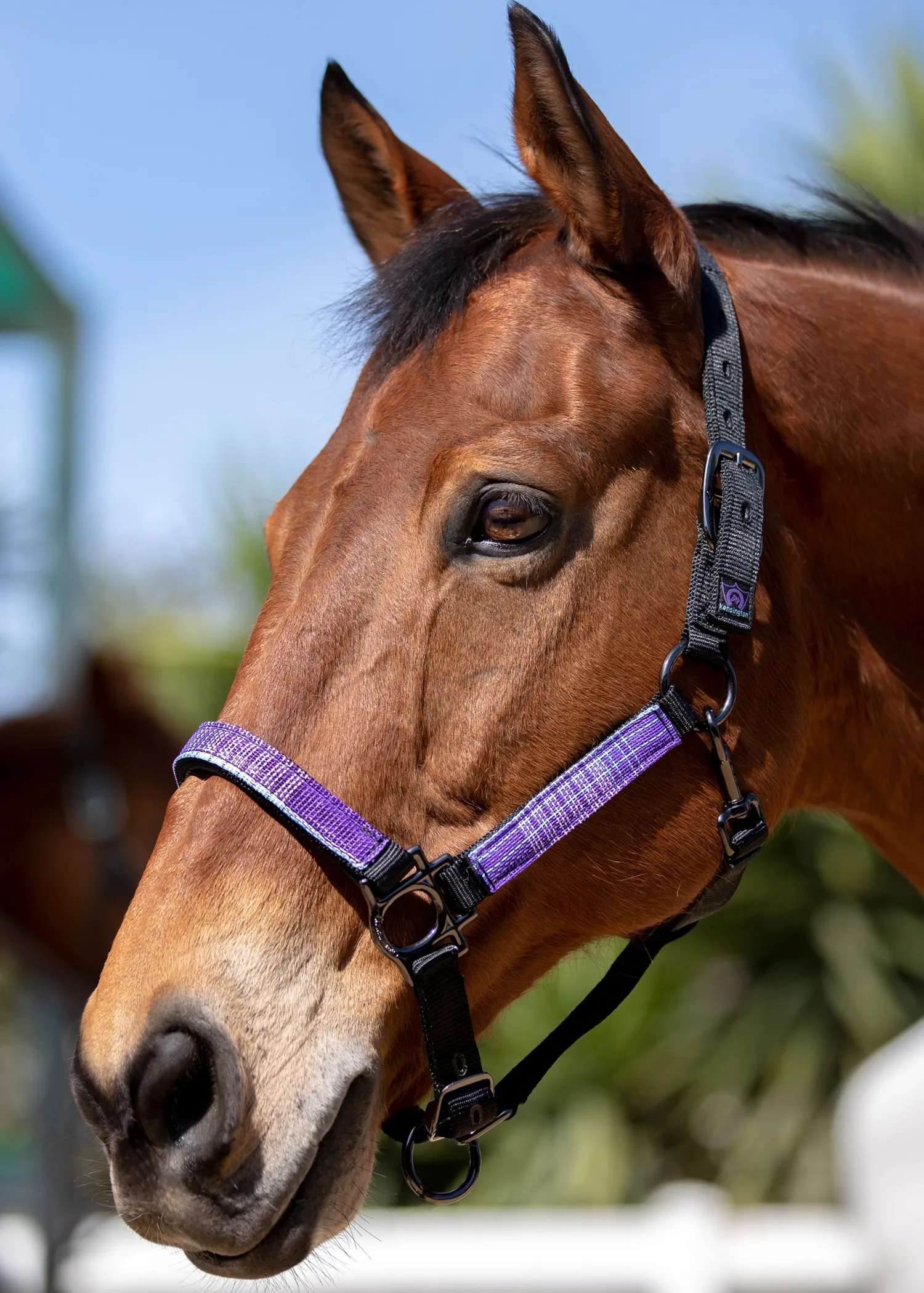KENSINGTON ™ Premium Halter Outlet