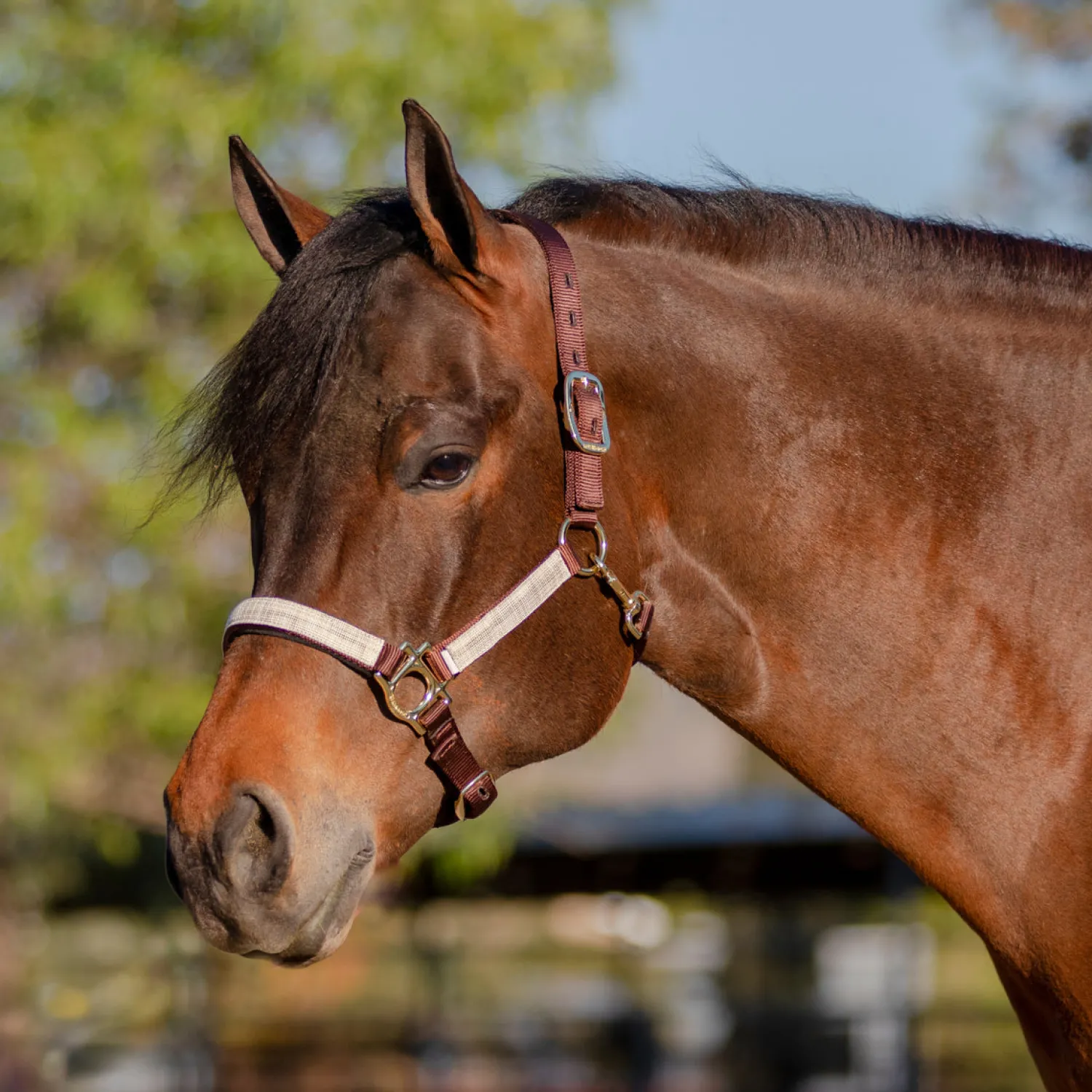 KENSINGTON ™ Premium Halter Outlet