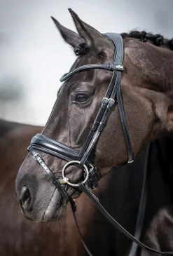 HORSE HEALTH TRADE LeMieux® Kudos Dressage Flash Bridle Black Online