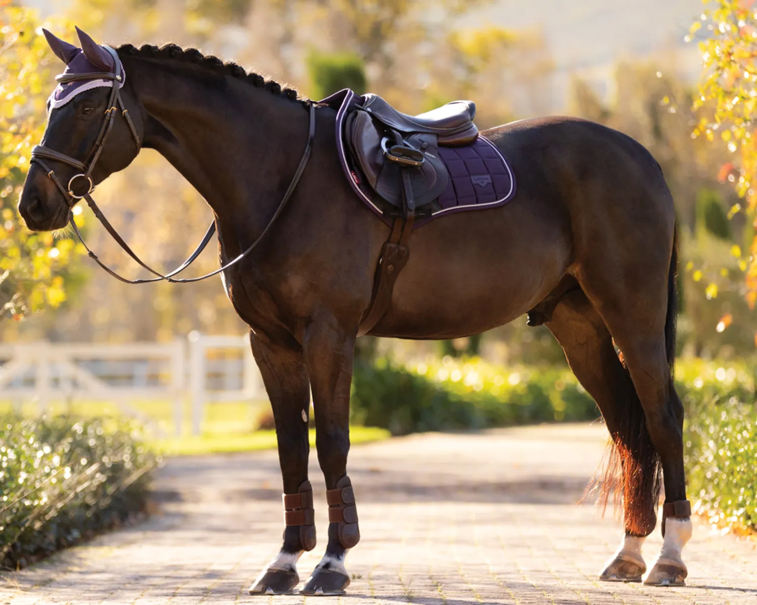 HORSE HEALTH TRADE LeMieux® Loire Classic Close Contact Saddle Pad Sale