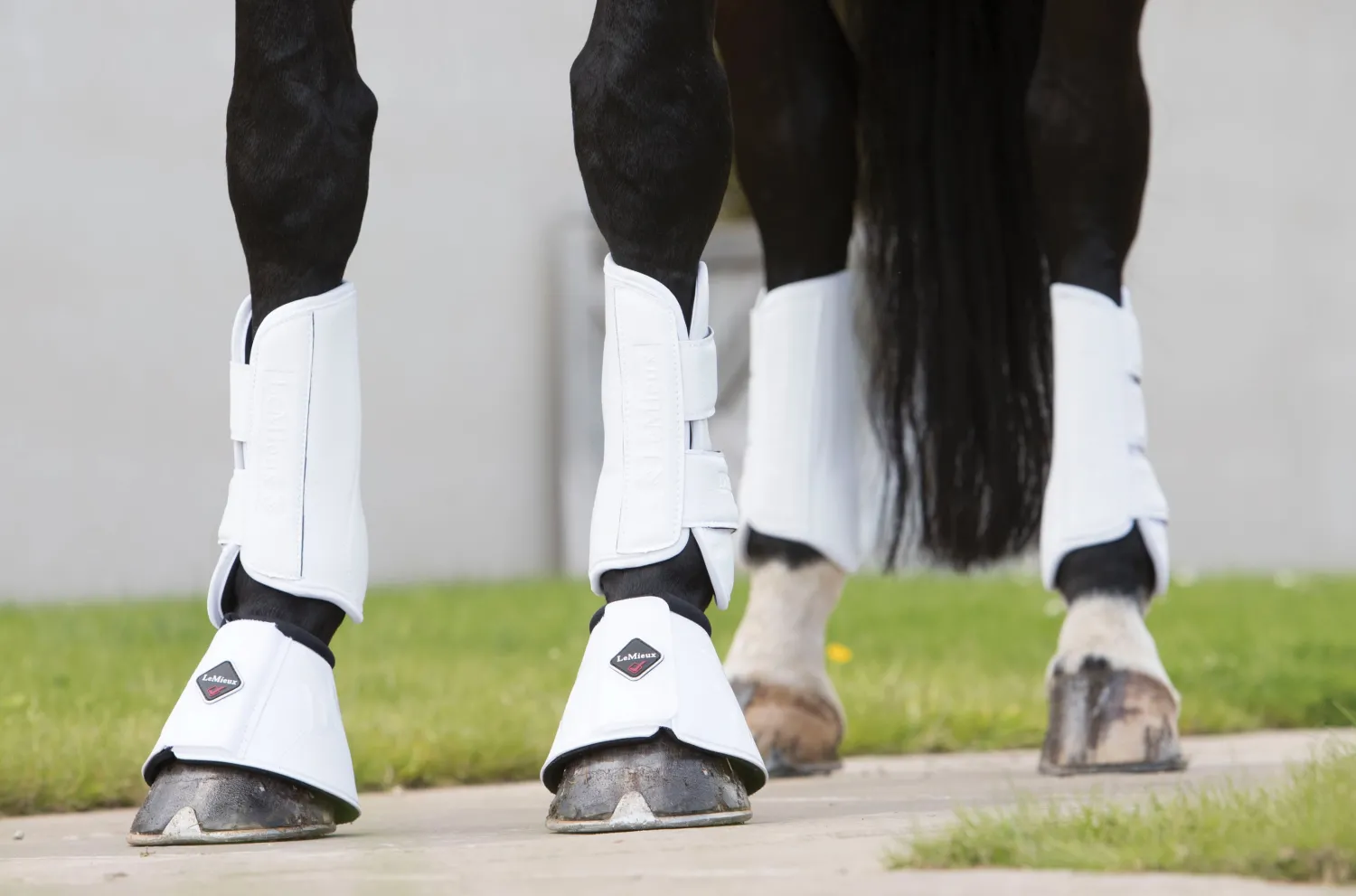 HORSE HEALTH TRADE LeMieux® Pro Schooling Boots New