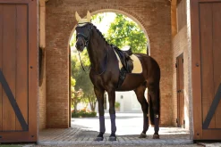 HORSE HEALTH TRADE LeMieux®  Suede Dressage Pad Best