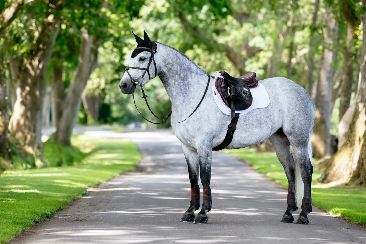 HORSE HEALTH TRADE LeMieux® Suede GP Saddle Pad Discount