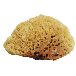 JACKS MFG Natural Sea Sponges Best
