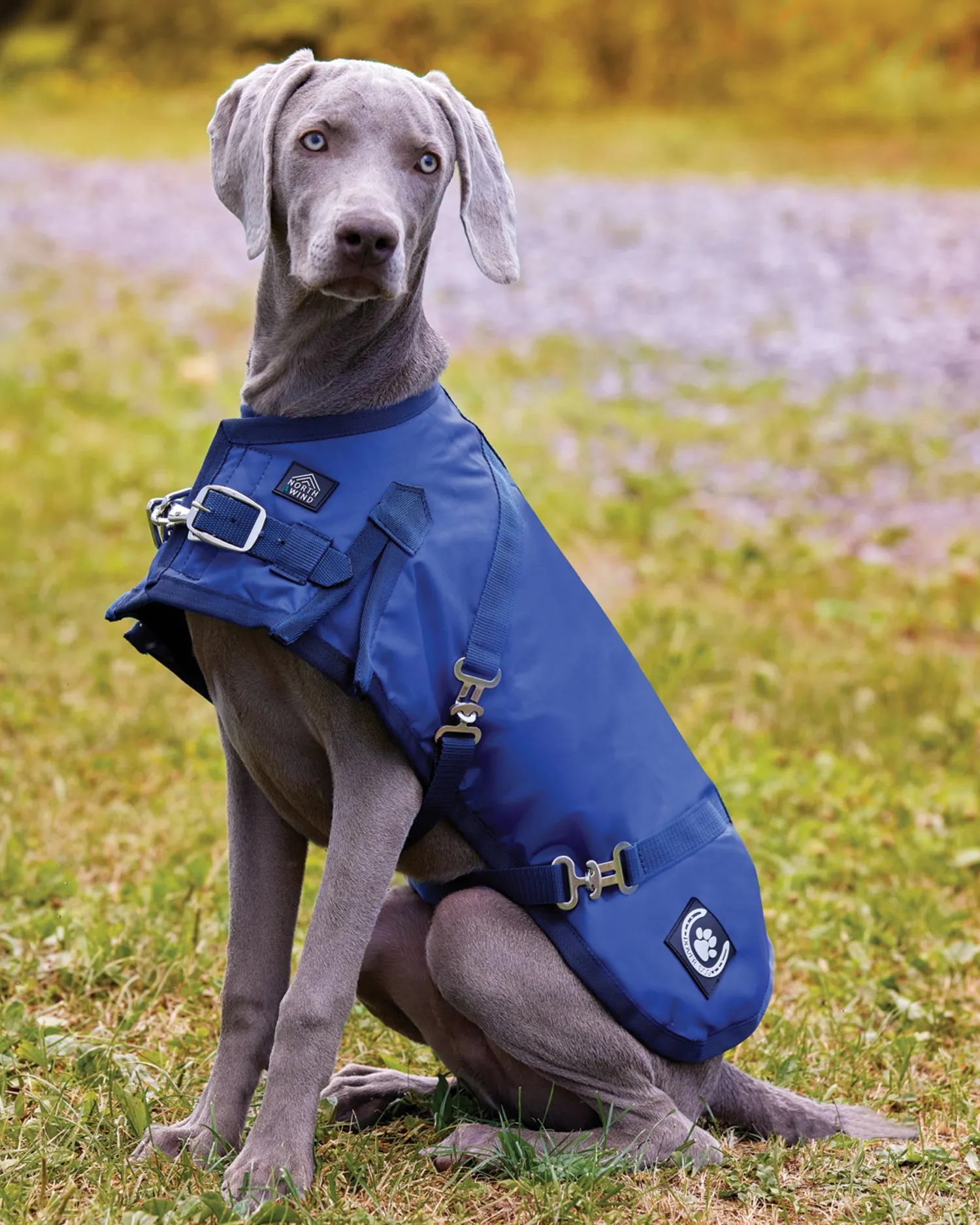 CWEAR BRANCH NorthWind™ Dog Turnout Blanket Discount