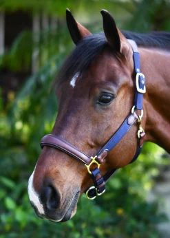 ERS Ovation® Luxor Cushion-Flex Halter New