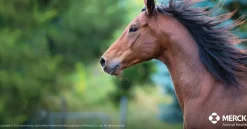 ANIMAL HEALTH INT Panacur® PowerPac Clearance