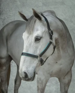 PERRIS LEATHER Perri’s® 1" Padded Leather Halter Sale