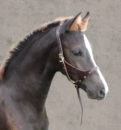 PERRIS LEATHER Perri’s® Leather Foal Halter Havana Sale