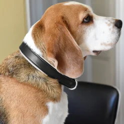 PERRIS LEATHER Perri’s® Padded Leather Nameplate Dog Collar Best