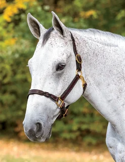 PERRIS LEATHER Perri’s® Twisted Leather Halter Havana Best