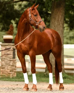 PERRIS LEATHER Perri’s® Twisted Leather Halter Havana Best