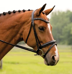 KL SELECT Red Barn Stride Dressage Bridle Black Best