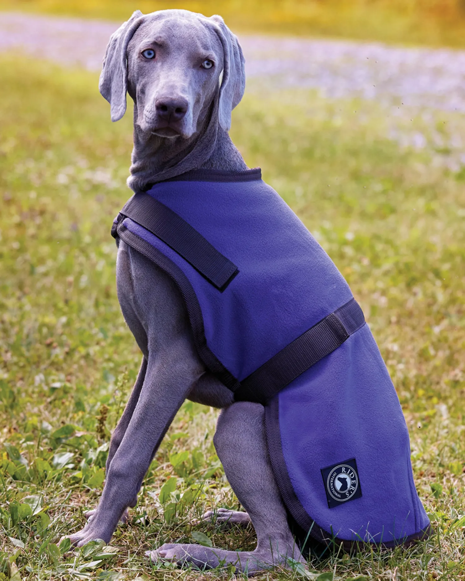 CWEAR BRANCH Rider’s International™ Fleece Dog Cooler Best
