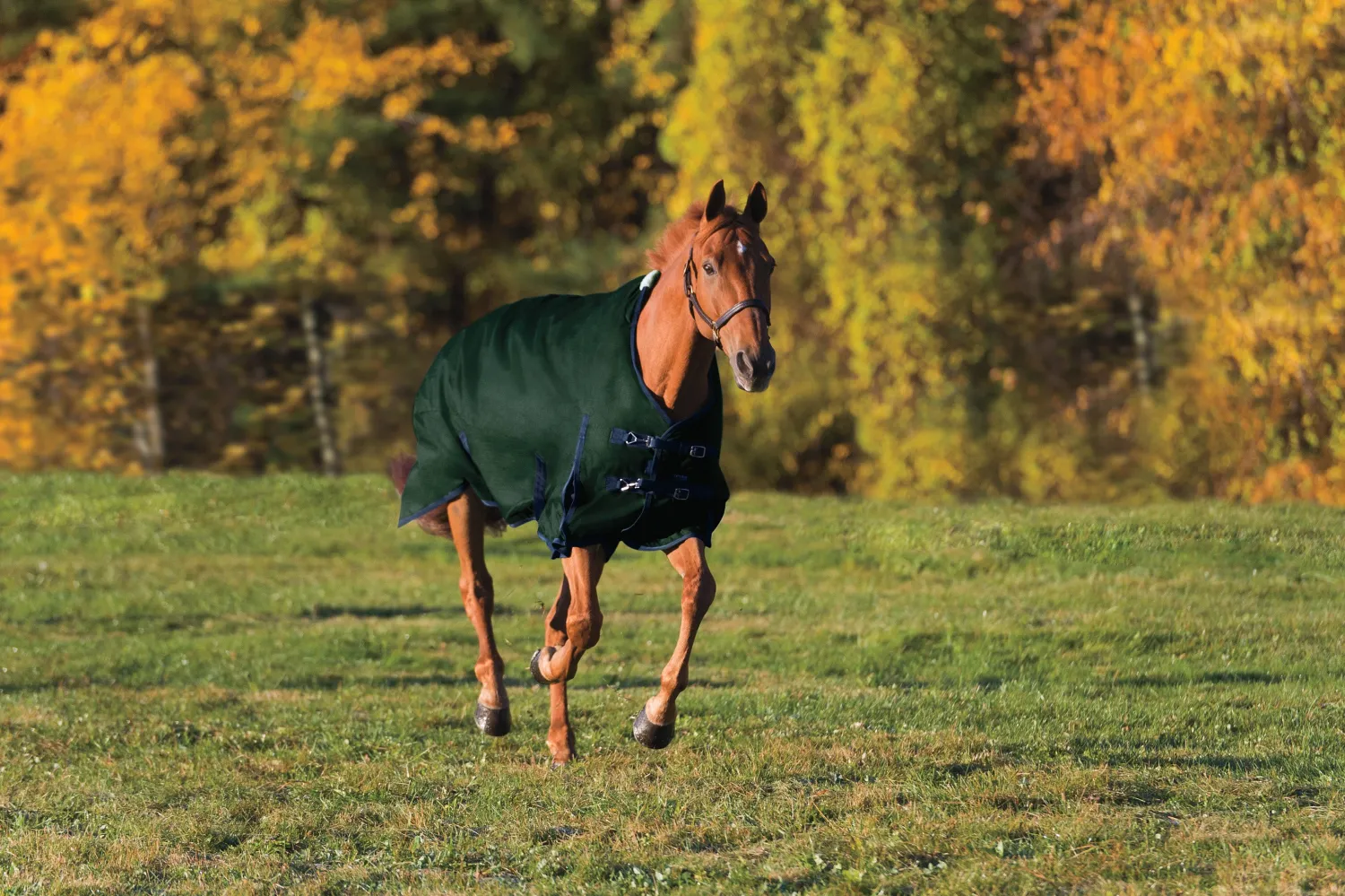 CWEAR BRANCH Rider’s International™ Supreme Heavyweight Turnout Blanket Sale