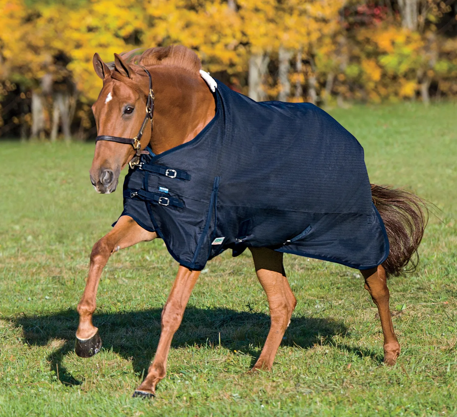 CWEAR BRANCH Rider’s International™ Supreme Turnout Sheet Best