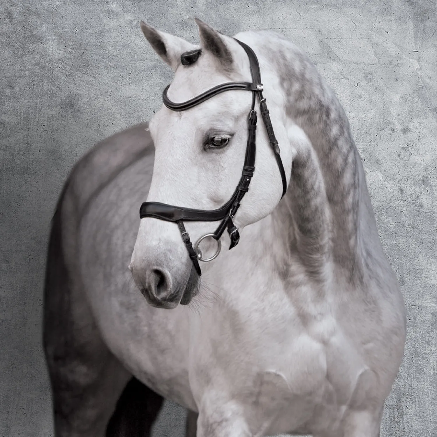 SCHOCKEMOEHLE N.A. Schockemöhle Equitus Alpha Bridle Best