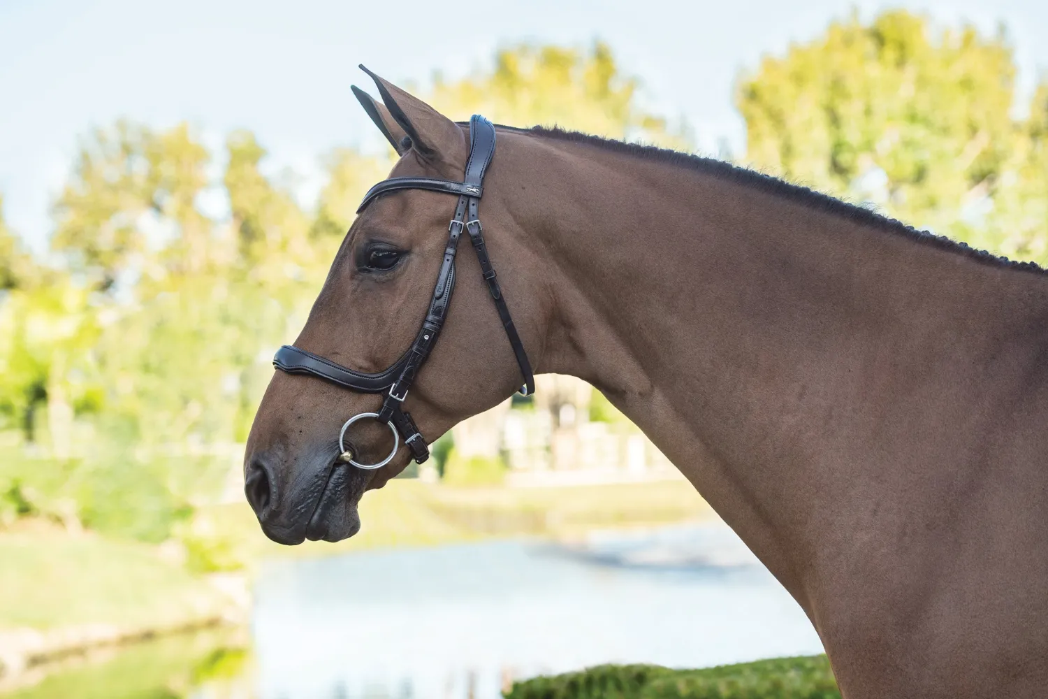 SCHOCKEMOEHLE N.A. Schockemöhle Equitus Delta Bridle Discount