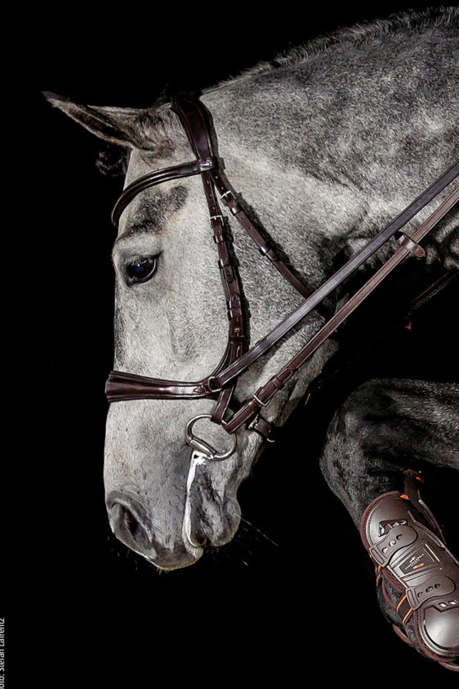 SCHOCKEMOEHLE N.A. Schockemöhle Equitus Theta Bridle Clearance